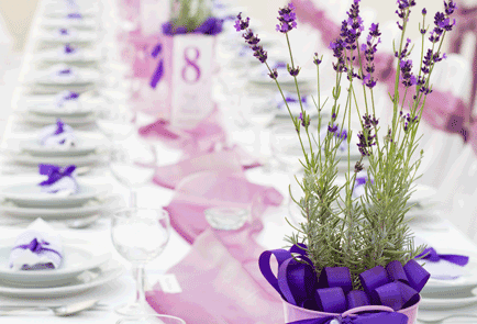 restaurant_paars_lavendel
