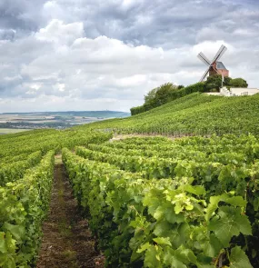 Trouwen in de Champagne-streek in Frankrijk? Trouw in een wijngaard!